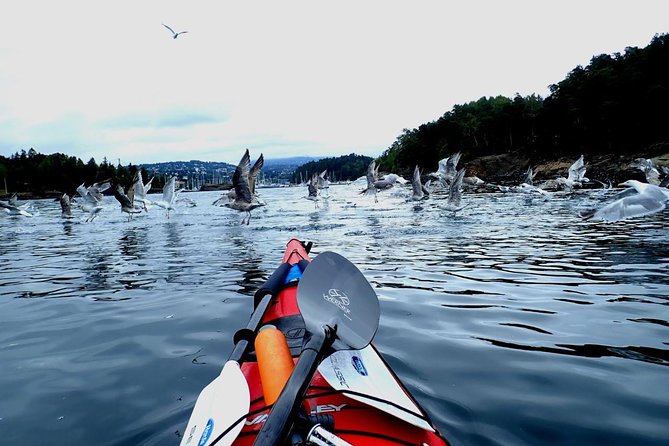 2- hour kayak trip on the Oslo Fjord - Houseboats, Fornebu, and coastal scenery
