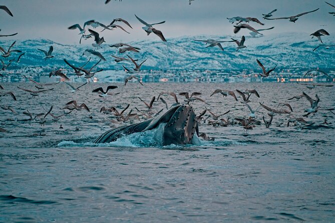 3.5-Hour Arctic Magic with Fjord and Whale Watching Adventure - From Markedsgata 6 to Altafjord