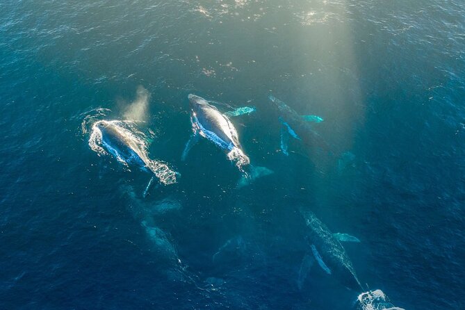 3.5-Hour Arctic Magic with Fjord and Whale Watching Adventure - What the Wildlife Search Is Really Like