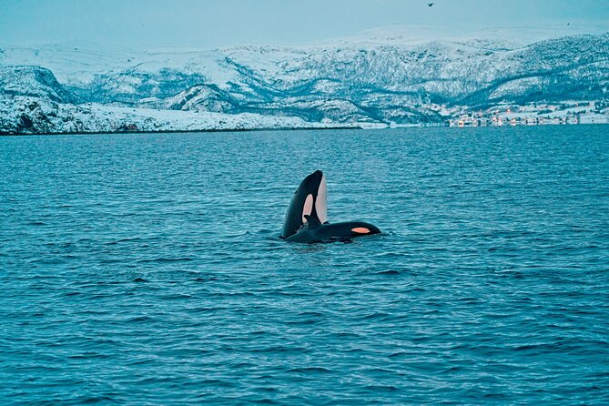 3.5-Hour Arctic Magic with Fjord and Whale Watching Adventure - The Value of $296.36 Per Person