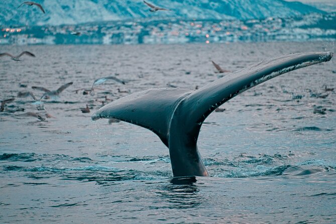 3.5-Hour Arctic Magic with Fjord and Whale Watching Adventure - Weather, Comfort, and Good Planning