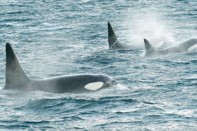 3.5-Hour Arctic Magic with Fjord and Whale Watching Adventure - My Booking Advice for Alta