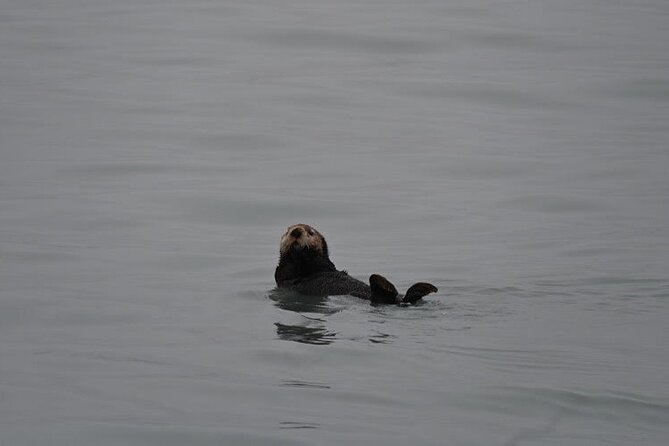 8hr Kenai Fjords Whale Watching Tour w/ 1hr Fishing 16 Passengers - The crew can make a long day work