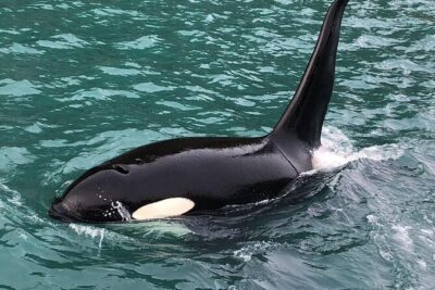 8hr Kenai Fjords Whale Watching Tour w/ 1hr Fishing 16 Passengers