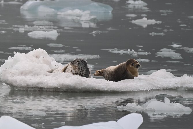 8hr Kenai Fjords Whale Watching Tour w/ 1hr Fishing 16 Passengers - Pack lunch, water, and sensible expectations