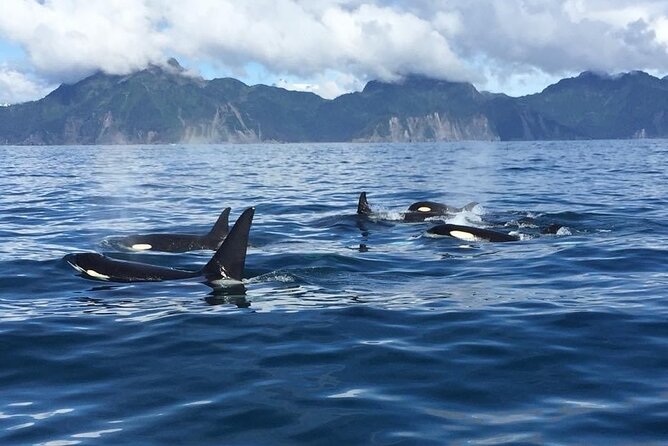 8hr Kenai Fjords Whale Watching Tour w/ 1hr Fishing 16 Passengers - Weather and booking risks
