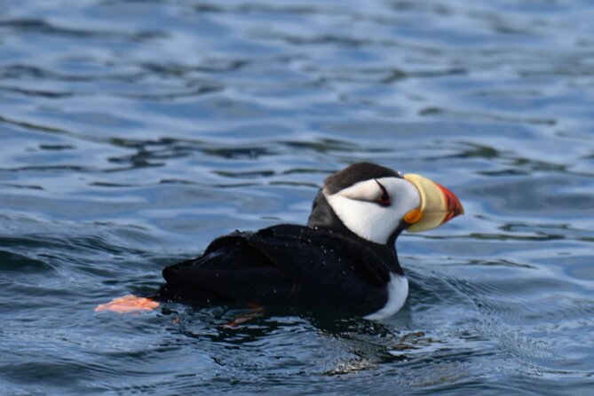 8hr Kenai Fjords Whale Watching Tour w/ 1hr Fishing 16 Passengers - Who should book this Seward outing?