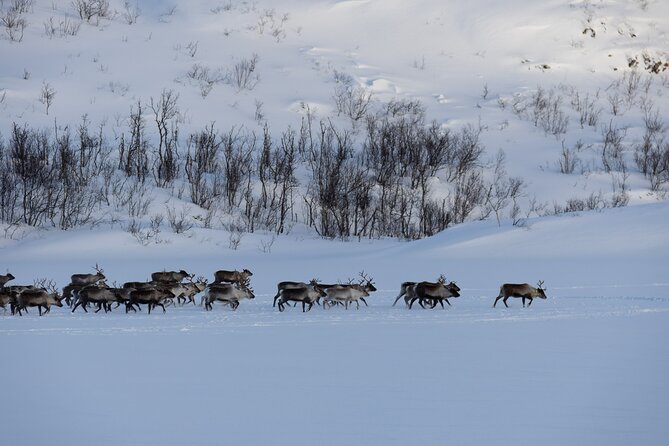 All-Inclusive Arctic Fjords and Sommarøy Scenic Tour - Weather, clothing, and the practical trade-offs