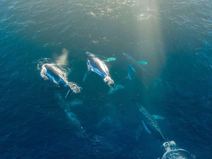 Alta: 3.5 Hour Fjord & Whale Watching Cruise - Key points to know before boarding