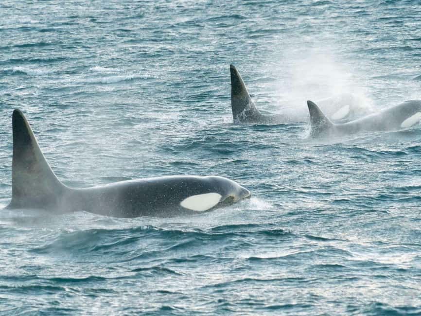 Alta: 3.5 Hour Fjord & Whale Watching Cruise - The mountain scenery between sightings
