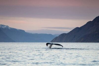 3.5 Hour Fjord & Whale Watching Cruise