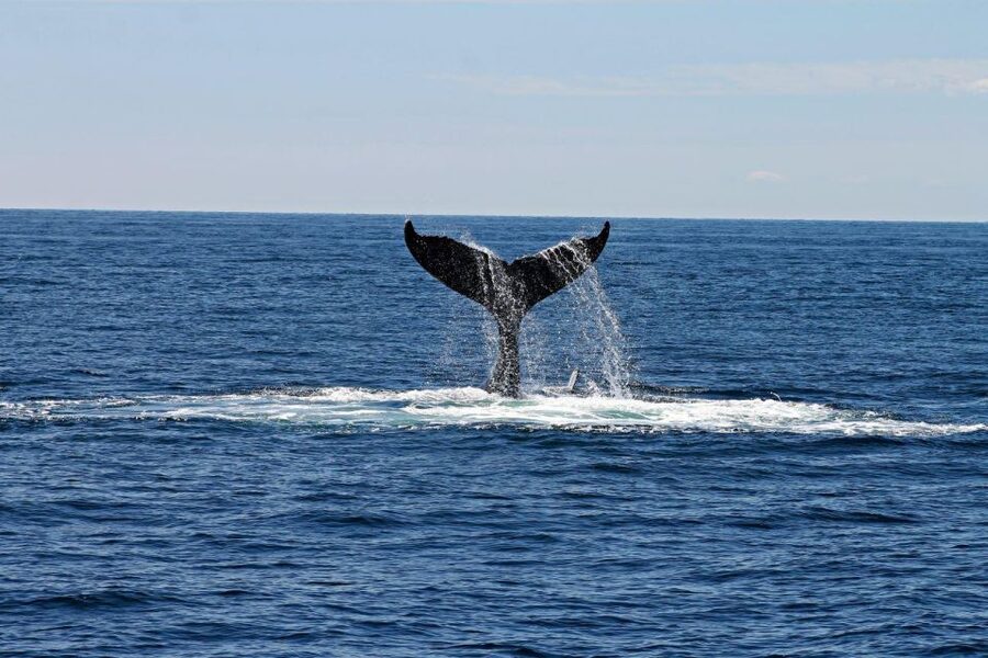 Alta: Alta Fjord Whale Watching Tour - Three and a half hours on Alta Fjord