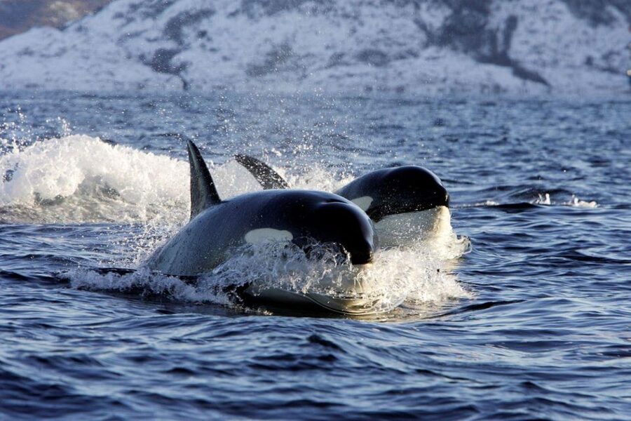 Alta: Alta Fjord Whale Watching Tour - The wildlife that can save the day