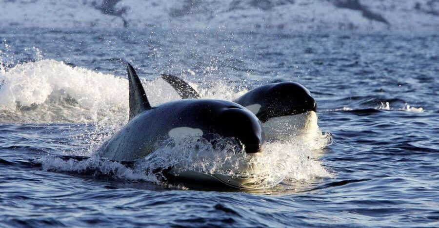 Alta: Alta Fjord Whale Watching Tour - Who will enjoy this Alta outing most?