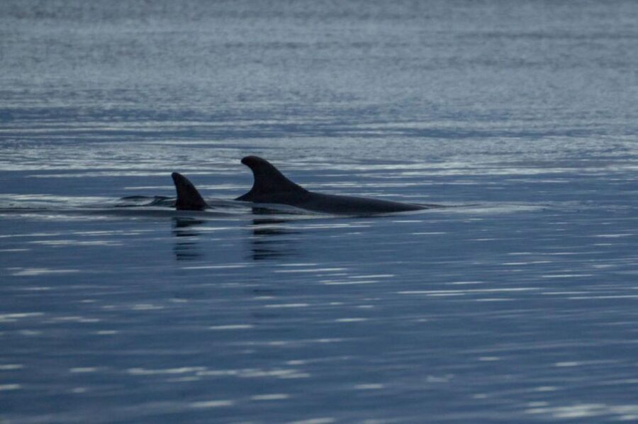 Alta: Alta Fjord Whale Watching Tour - Which whales might you see?
