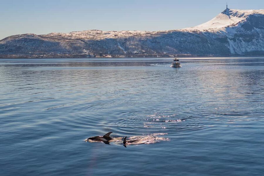 Alta: Altafjord 2-Hour Fjord Safari with Guide - Wildlife watching without false promises
