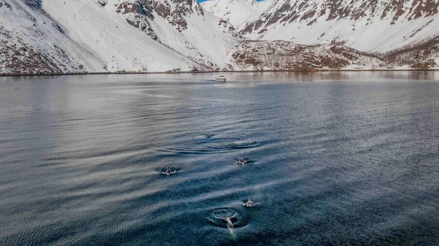 Alta: Altafjord Whale Watching in a Heated Boat - Key points to know before you book