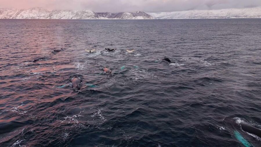 Alta: Altafjord Whale Watching in a Heated Boat - Setting out from Alta Harbor