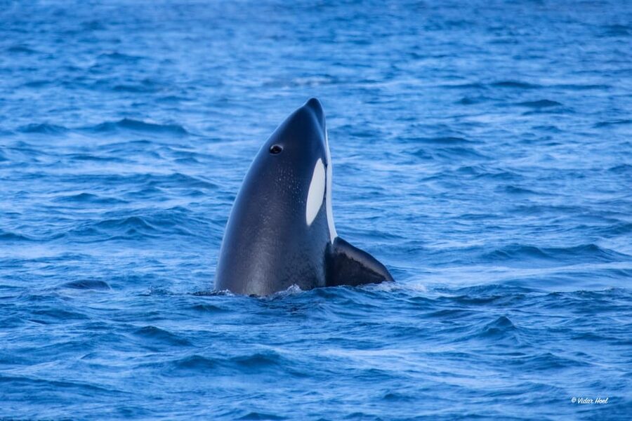 Alta: Altafjord Whale Watching in a Heated Boat - Who will enjoy this trip most?