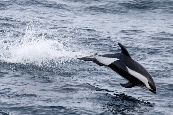 Alta Fjord: Whale Safari Experience - Setting out from Fiskerihavna at 9:00 am