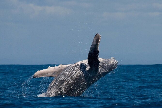 Alta Fjord: Whale Safari Experience - Searching the Alta Fjord for whales