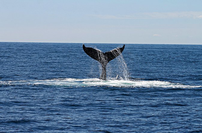 Alta Fjord: Whale Safari Experience - Is $264.79 a fair price?