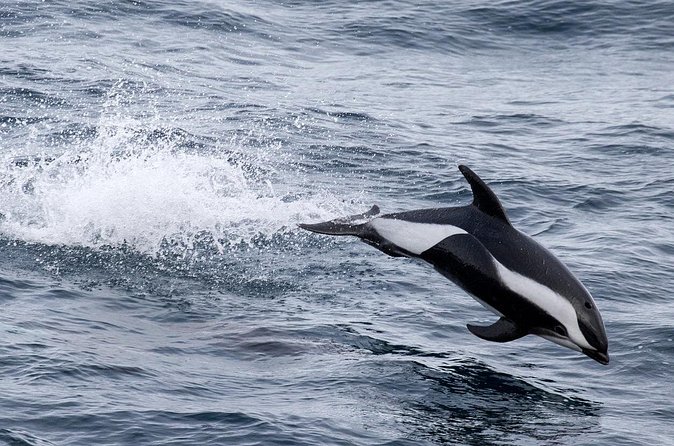 Alta Fjord: Whale Safari Experience - Should you book the Alta Fjord Whale Safari?