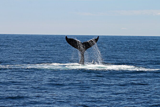 Alta Fjord: Whale Safari Experience - Warm coveralls, borrowed boots, and hot drinks