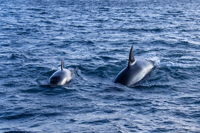 Alta Fjord Whale Watching on a Heated Boat - Valerie’s role and the value of a good guide