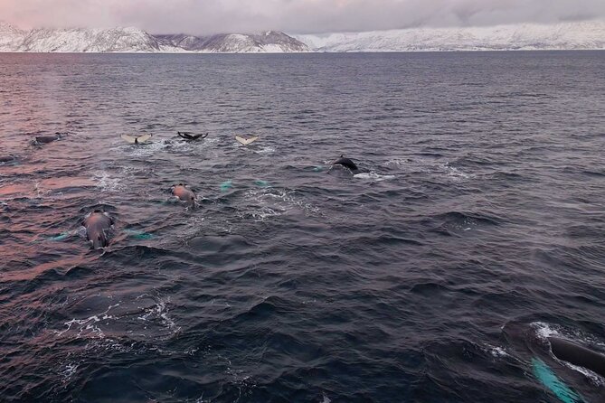 Alta Fjord Whale Watching on a Heated Boat - Who should choose this Alta whale tour