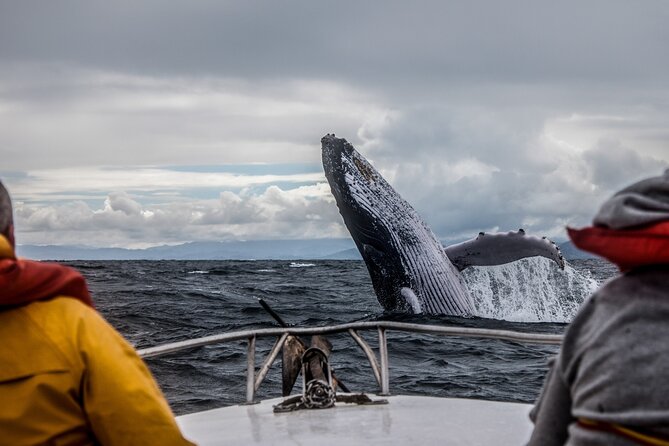 Anchorage: Kenai Fjords & Denali National Park 5 Day 4 Night Tour - Day 4: Kenai Fjords by boat, kayak, or fishing line