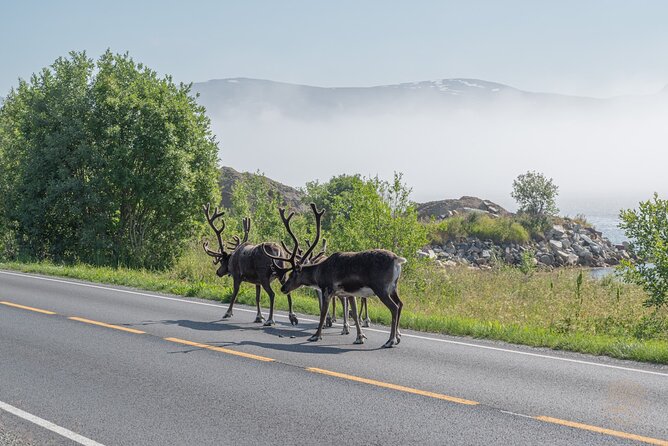 Arctic Fjord Roadtrip with Scenic Picnic from Tromso - Who should book this road trip?