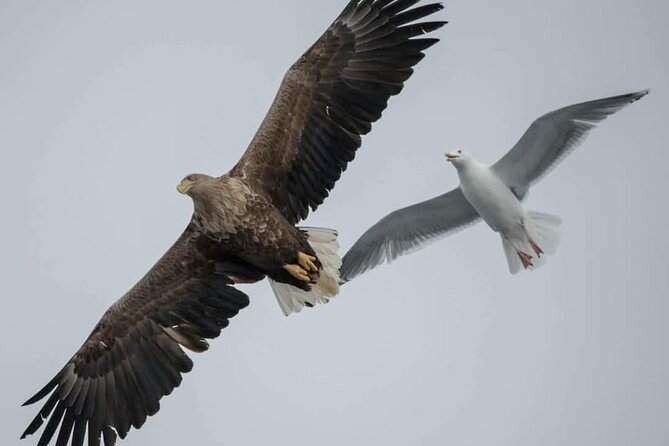 Arctic Fjordcruise & Safari in Tromso with Luxury Catamaran - Coffee, snacks, and the luxury catamaran