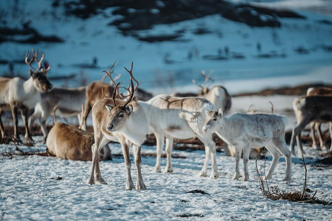 Arctic Fjords and Reindeer Experience – Small group tour - Sommarøy adds beaches, open sea, and a proper lunch
