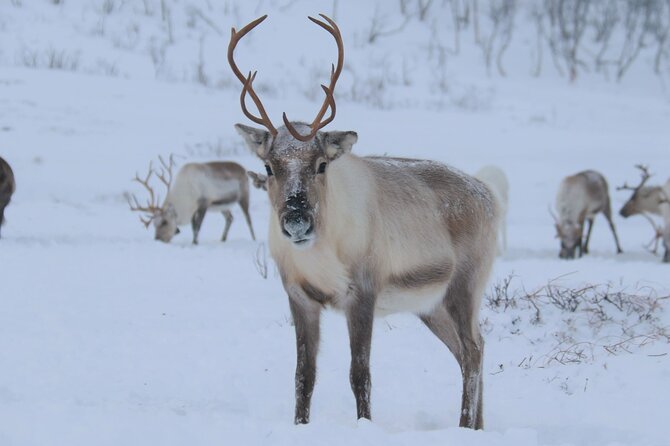 Arctic Fjords and Reindeer Experience – Small group tour - Inside the lavvo with fire, hot drinks, and joik
