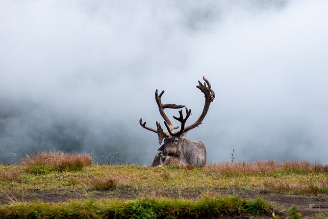 Arctic Wildlife and Fjord Sightseeing - Brensholmen adds a quieter coastal view