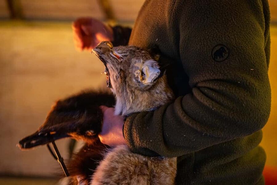 Balsfjord: Reindeer Sledding, Feeding & Sámi Culture - What the sled ride is really like