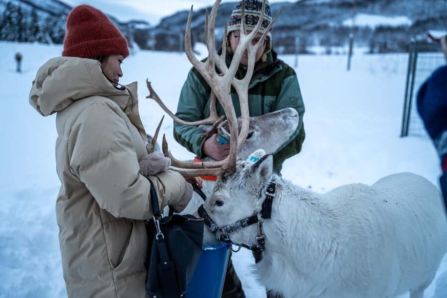 Balsfjord: Reindeer Sledding, Feeding & Sámi Culture - Lunch by the fire
