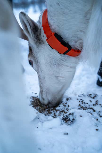 Balsfjord: Reindeer Sledding, Feeding & Sámi Culture - How the timing affects the value