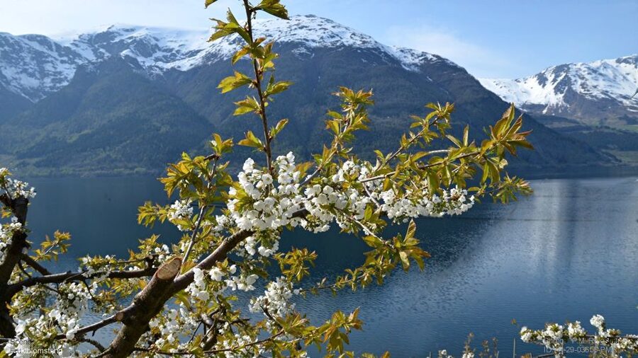 Bergen: Hardangerfjord, Voss Gondola & 3 Great Waterfalls - An hour in Eidfjord