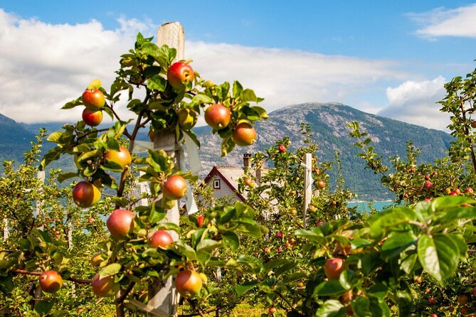 Bergen: Hardangerfjord, Waterfalls, Culture & Apple pie - Norheimsund combines boats, apples, and a needed break
