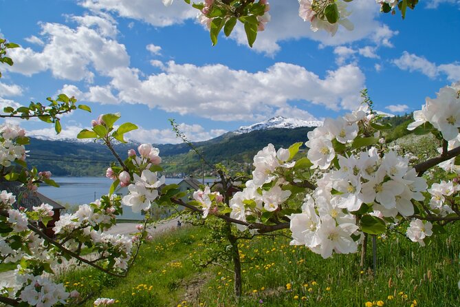Bergen: Hardangerfjord, Waterfalls, Culture & Apple pie - The return through Kvamskogen