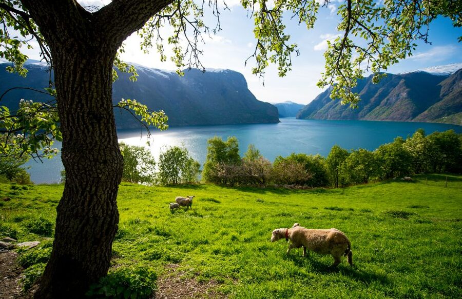 Bergen: Viking Village, Nærøyfjord Cruise & Flåm Railway - The final train and bus back to Bergen