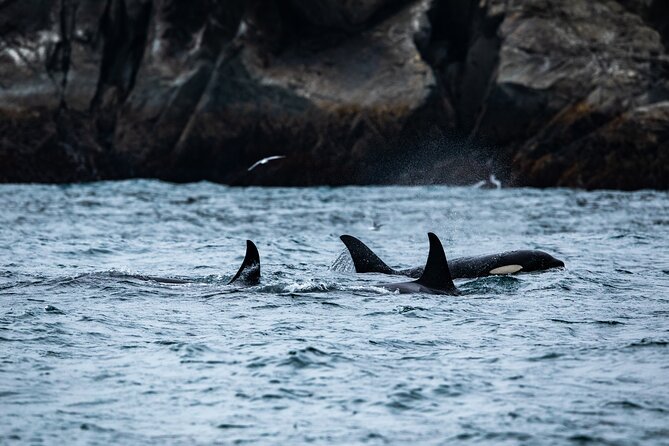 Captain's Choice Kenai Fjords National Park Tour from Seward - Key points before you book