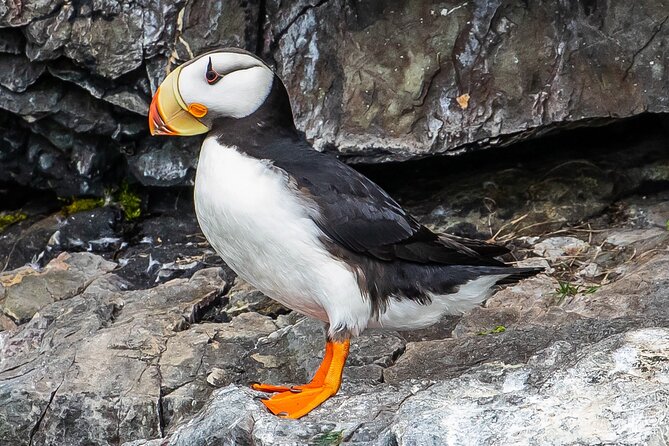 Captain's Choice Kenai Fjords National Park Tour from Seward - Why the seven-hour sailing matters