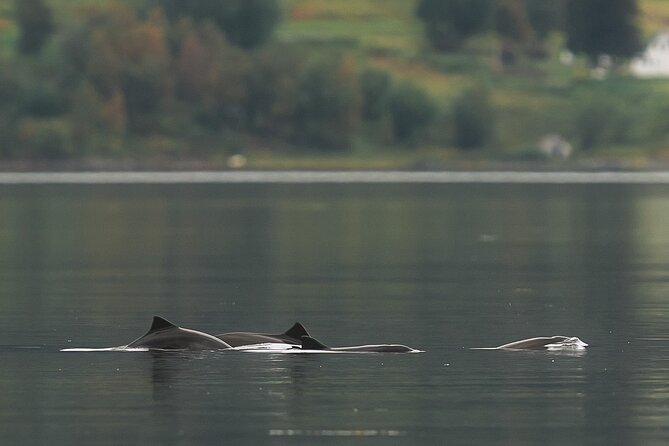 Explore the Norwegian Fjords and the Wildlife From Abisko - Six hours of fjords, stops, and changing conditions
