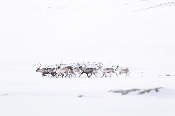 Explore the Norwegian Fjords and the Wildlife From Abisko - What the $181.02 price buys you