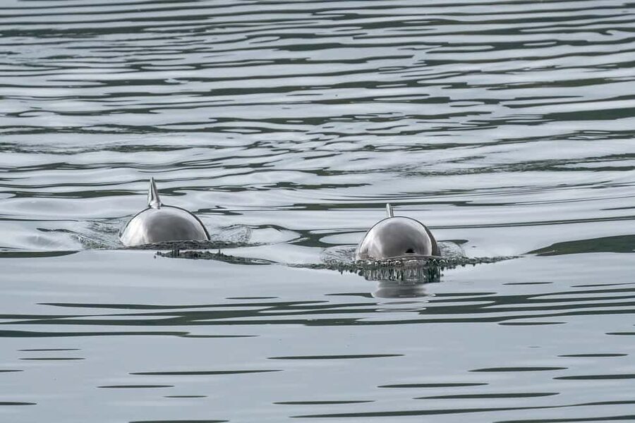 Explore the Norwegian Fjords and the Wildlife from Abisko. - Who should book this Abisko wildlife tour?