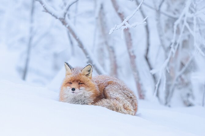 Explore the Norwegian Fjords and the Wildlife from Abisko. - The drive from Abisko to the Norwegian fjords