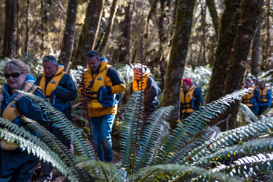 Fiordland: Jet Boat & Nature Walk Experience from Te Anau - Timing, cost, and practical value